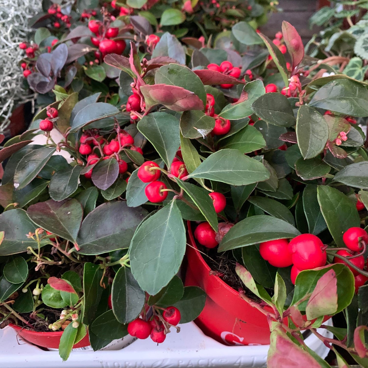 Wintergreen Creeping Gaultheria Procumbens Seeds