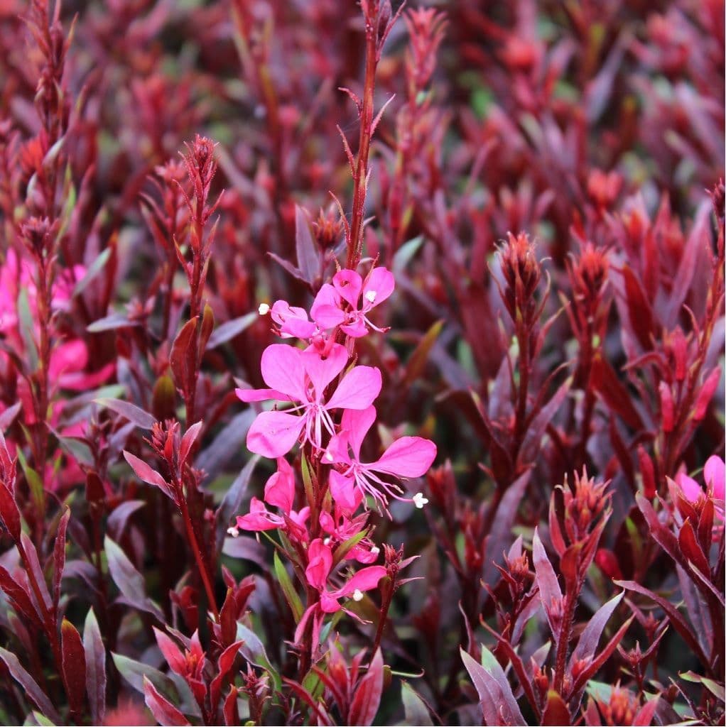 Gaura Dark Pink Belleza Seeds