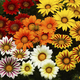 Gazania Kiss Imported heirloom non-gmo organic garden seeds