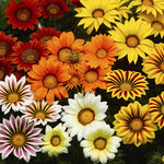 Gazania Kiss Imported heirloom non-gmo organic garden seeds