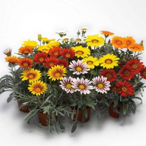 Gazania Frosty Kiss Imported heirloom non-gmo organic garden seeds