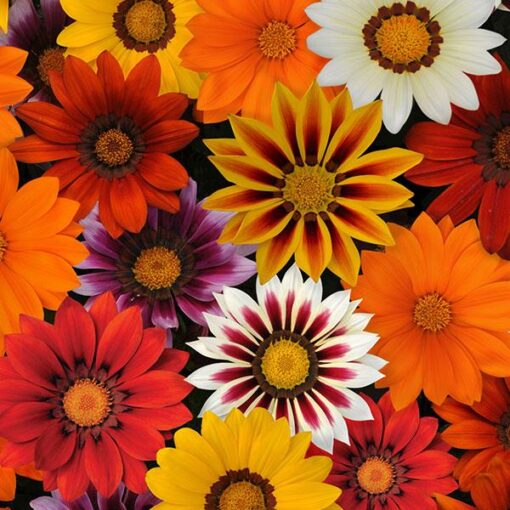 Gazania New Day Imported heirloom non-gmo organic garden seeds