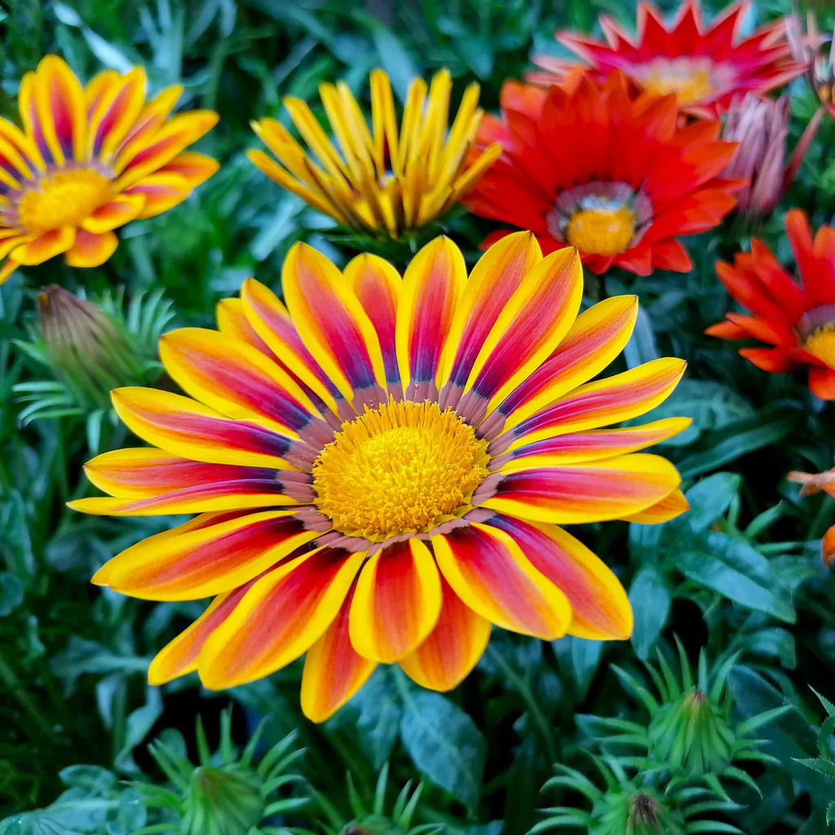 Gazania Rigens Seeds – Bright Drought-Tolerant Garden Blooms – Dharaseeds