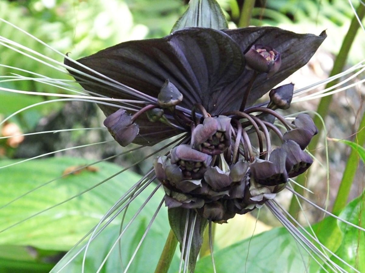 Black Bat Flower Seeds