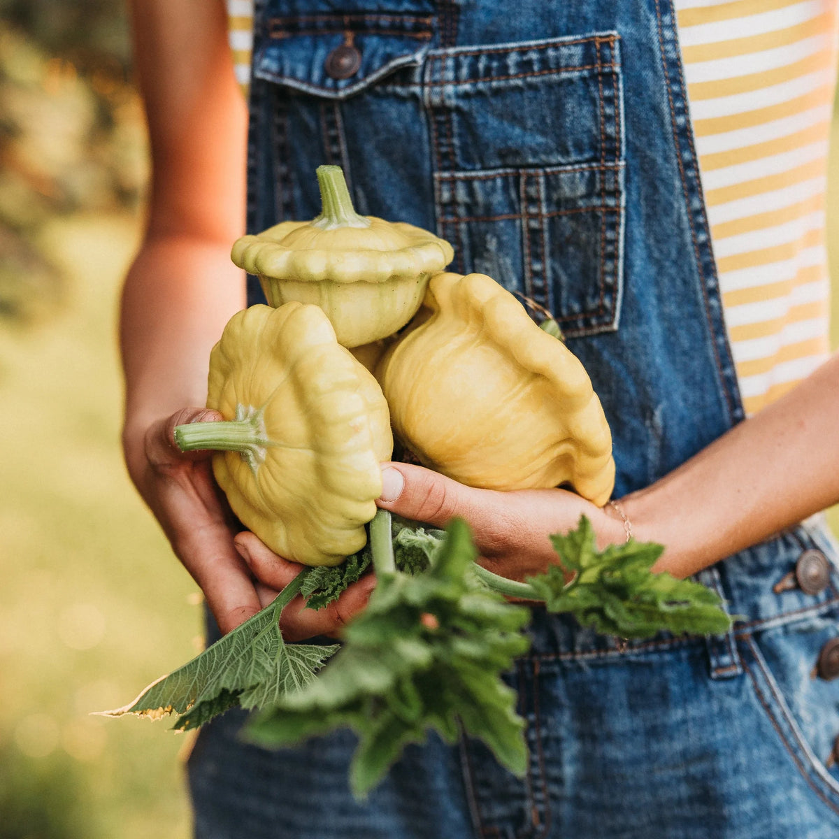 Gelber Englischer Custard Squash Seeds Genuine – Heirloom, Non-GMO, High Germination Organic Garden Seeds