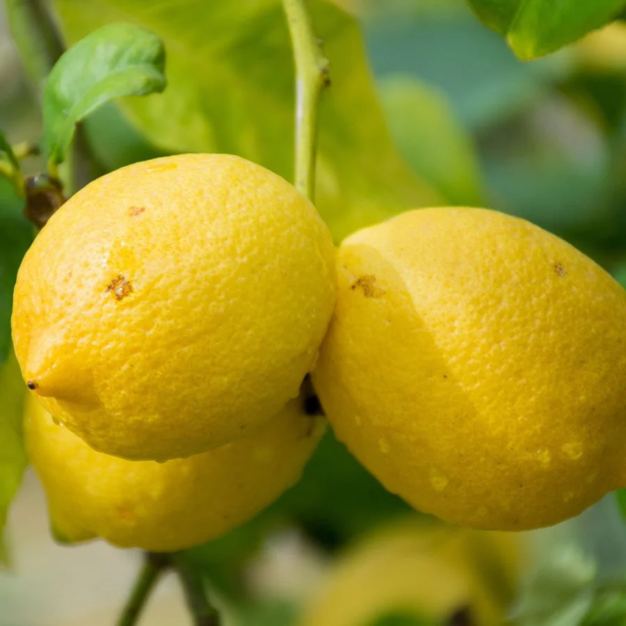 Genoa lemon seeds for planting rare productive lemon tree variety