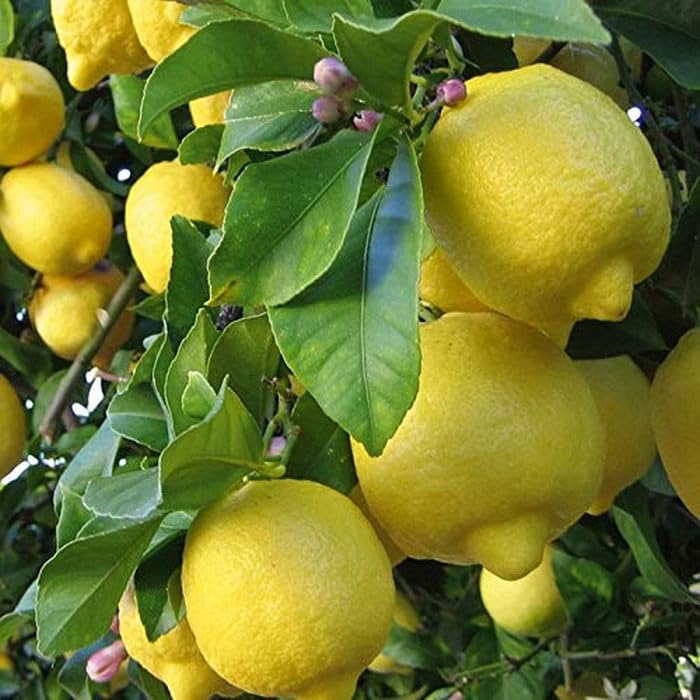 High yield Genoa lemon seeds citrus tree for home gardening