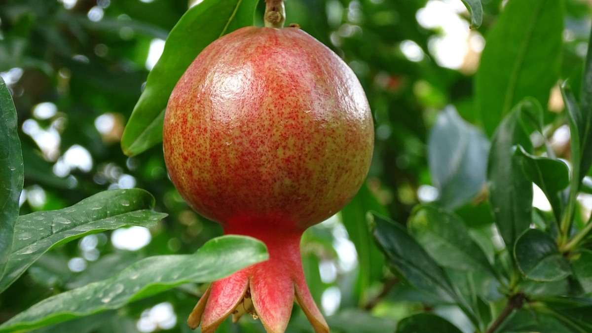 Pomegranate Seeds - Dwarf