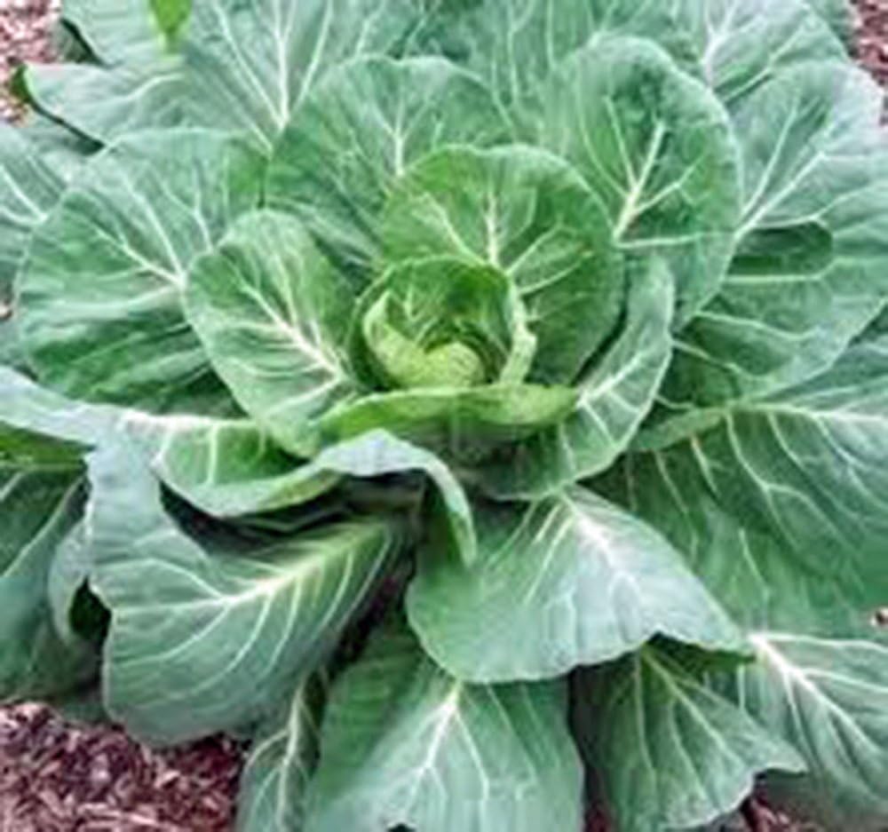 High germination collard greens seeds for US gardens