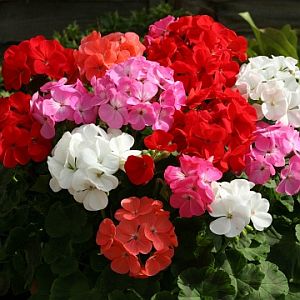 Geranium Cabaret F2 Imported heirloom non-gmo organic garden seeds