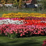 Geranium Dancer F2 Imported heirloom non-gmo organic garden seeds