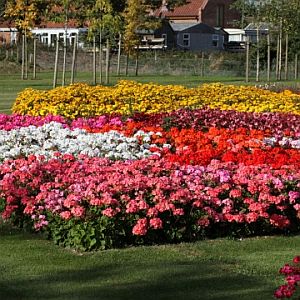 Geranium Dancer F2 Imported heirloom non-gmo organic garden seeds
