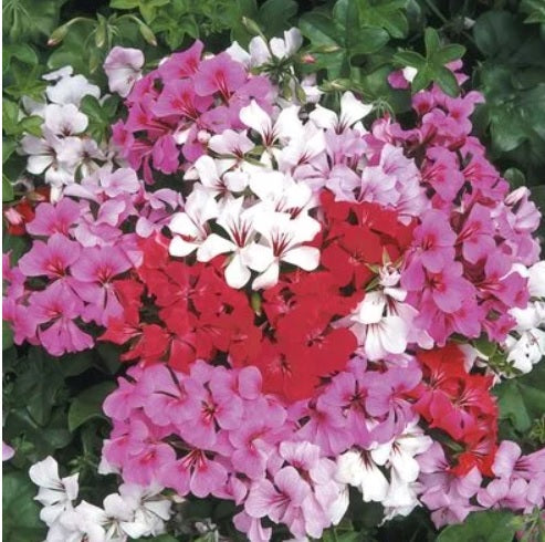 Geranium Ivy Tornado F1 heirloom non-gmo organic garden seeds