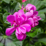 Purple Geranium Ivy Trailing Double Flower Seeds - Heirloom & Non-GMO Seeds for Planting Dhara Seeds
