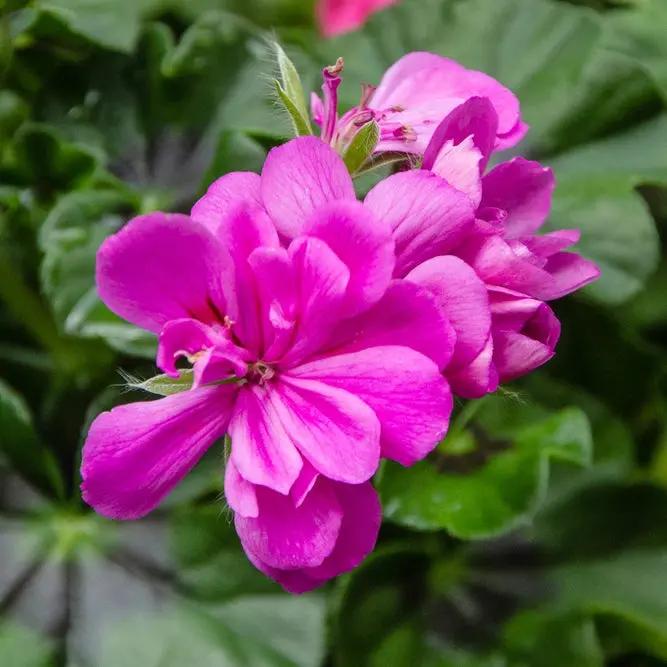 Purple Geranium Ivy Trailing Double Flower Seeds - Heirloom & Non-GMO Seeds for Planting Dhara Seeds