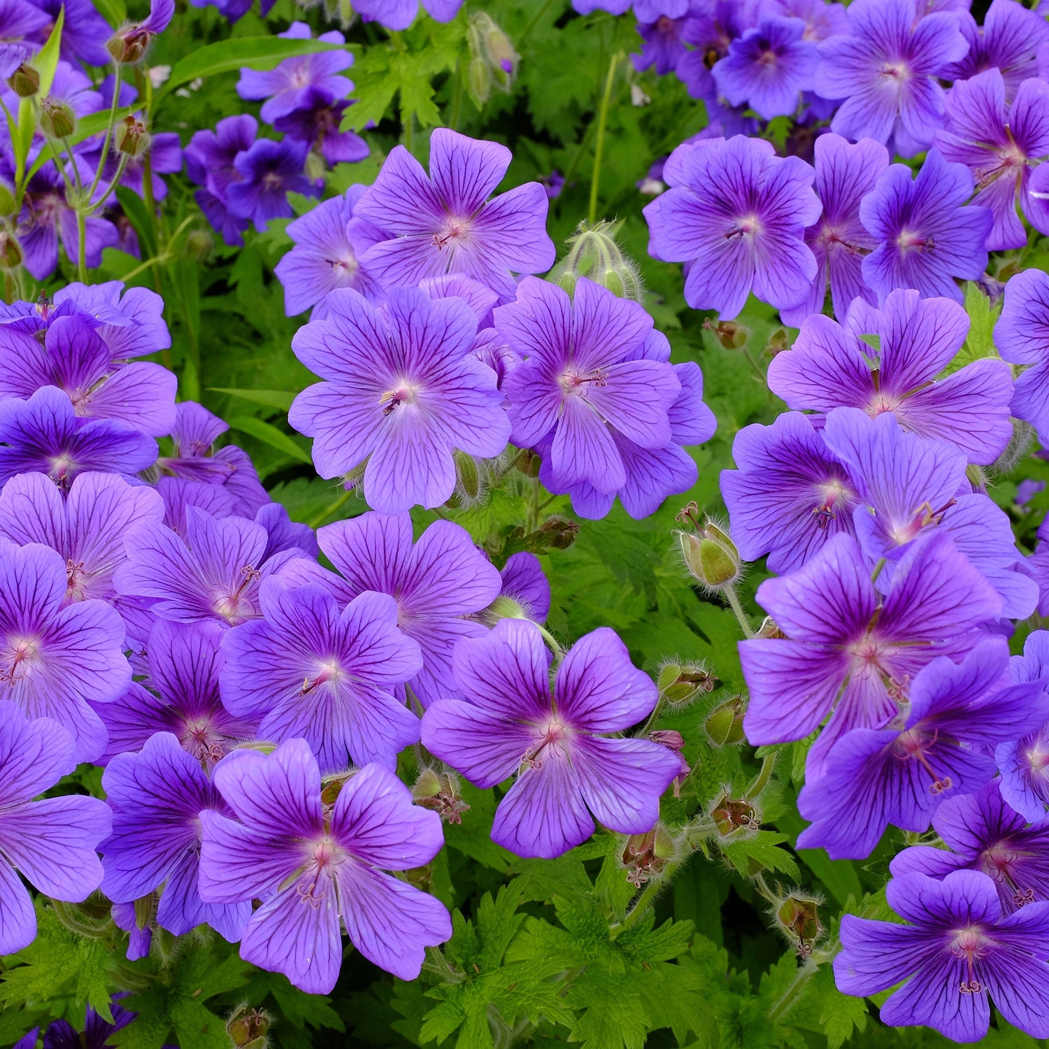 Geraniums Flower Seeds