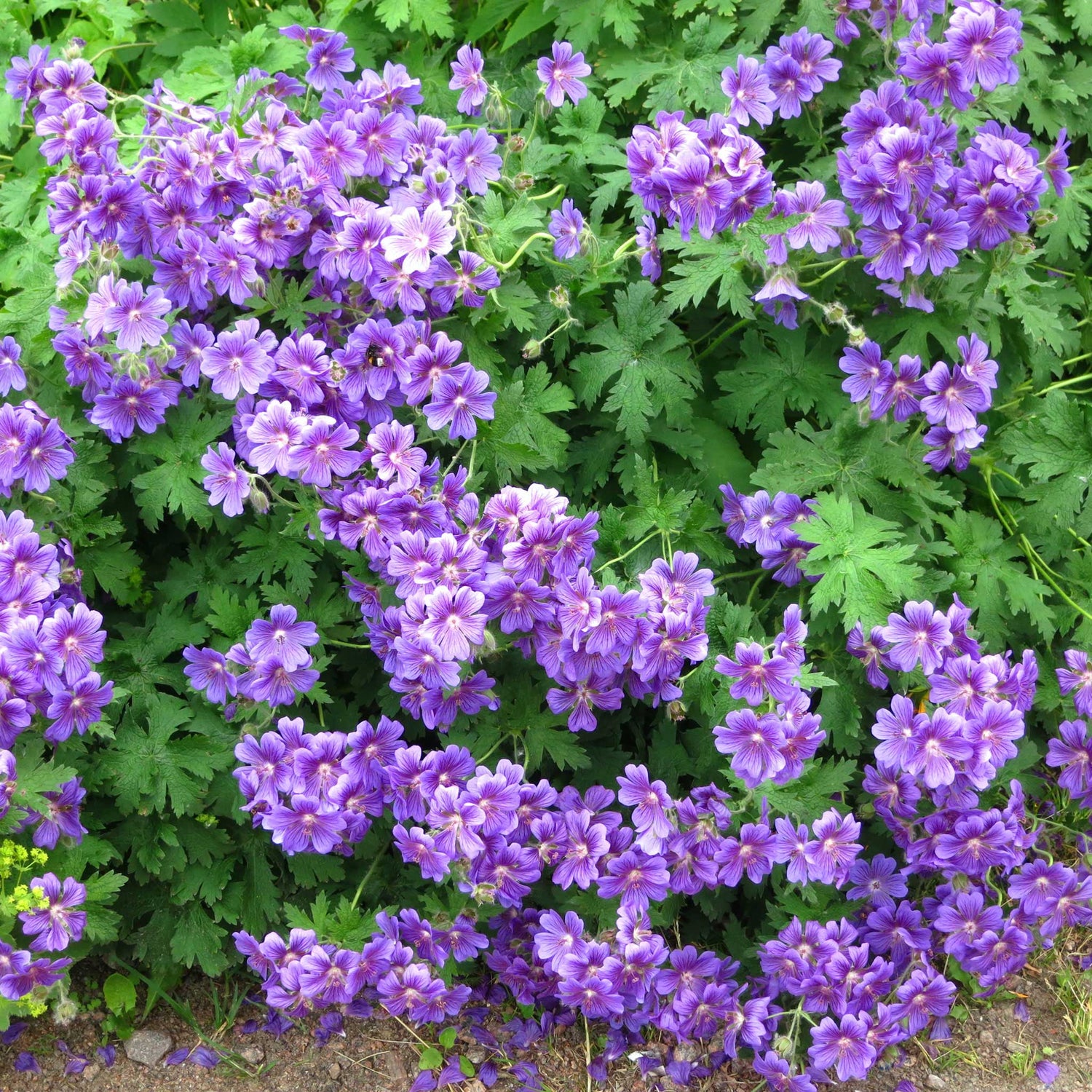 Geraniums Flower Seeds