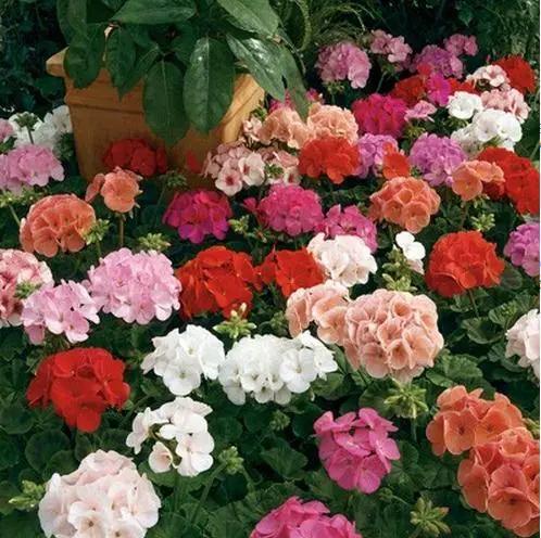 Geranium Maverick F1 Pelarogenum Imported heirloom non-gmo organic garden seeds