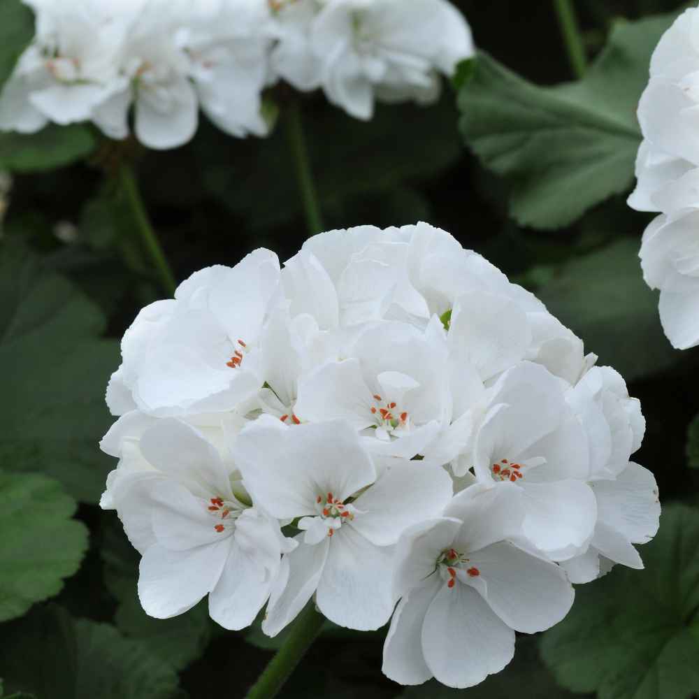 White Hybrid Geranium Seeds