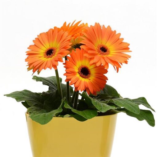 Gerbera Mega Revolution Yellow Orange Bicolor F1 Hybrid Imported heirloom non-gmo garden seeds