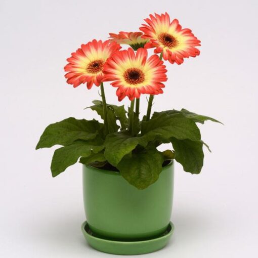 Gerbera Red Lemon Bicolor Imported heirloom non-gmo garden seeds