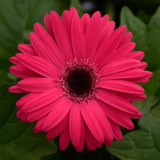 Gerbera Bright Rose Dark Eye Of Imported heirloom non-gmo garden seeds