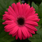Gerbera Bright Rose Dark Eye Of Imported heirloom non-gmo garden seeds