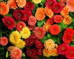 Gerbera Cartwheel Autumn F1 Hybrid Imported heirloom non-gmo garden seeds