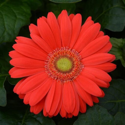 Gerbera Cherry Light Eye Of Imported heirloom non-gmo garden seeds