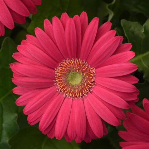 Gerbera Deep Pink Light Eye Of Imported heirloom non-gmo garden seeds