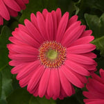 Gerbera Deep Pink Light Eye Of Imported heirloom non-gmo garden seeds