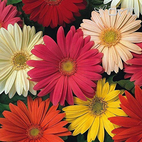 Gerbera Jamesonii California Giants Imported heirloom non-gmo garden seeds