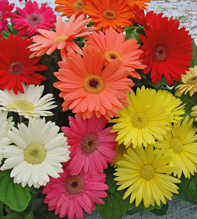 Gerbera Mega Revolution F1 Hybrid Imported heirloom non-gmo garden seeds