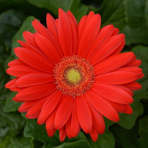 Gerbera Red Light Eye Of Imported heirloom non-gmo garden seeds
