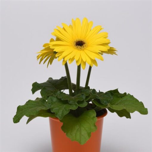 Gerbera Yellow Dark Eye Of Imported heirloom non-gmo garden seeds