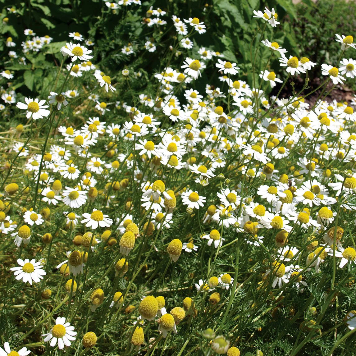 Chamomile Seeds (Organic) - German