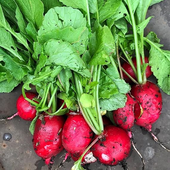 German Giant Radish Raphanus sativus vegetable seeds for planting in kitchen garden beds - Dharaseeds