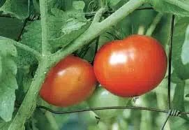 German Giant Tomato Solanum lycopersicum vegetable seeds for planting in kitchen gardens - Dharaseeds
