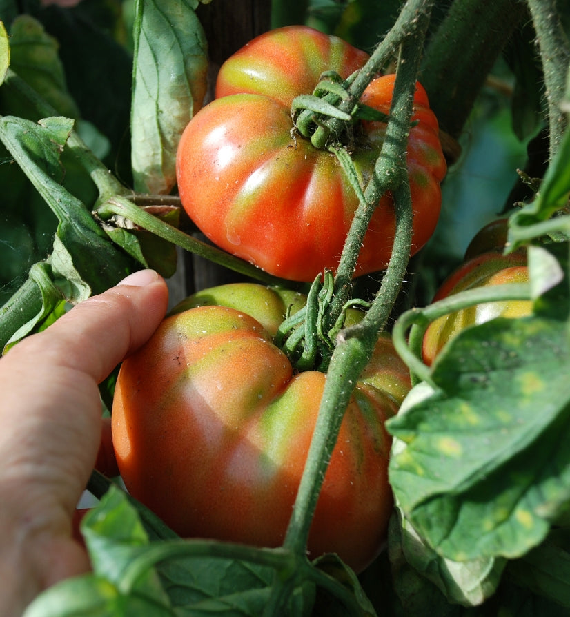 Tomato Solanum lycopersicum German Johnson beefsteak vegetable seeds for planting in home garden beds