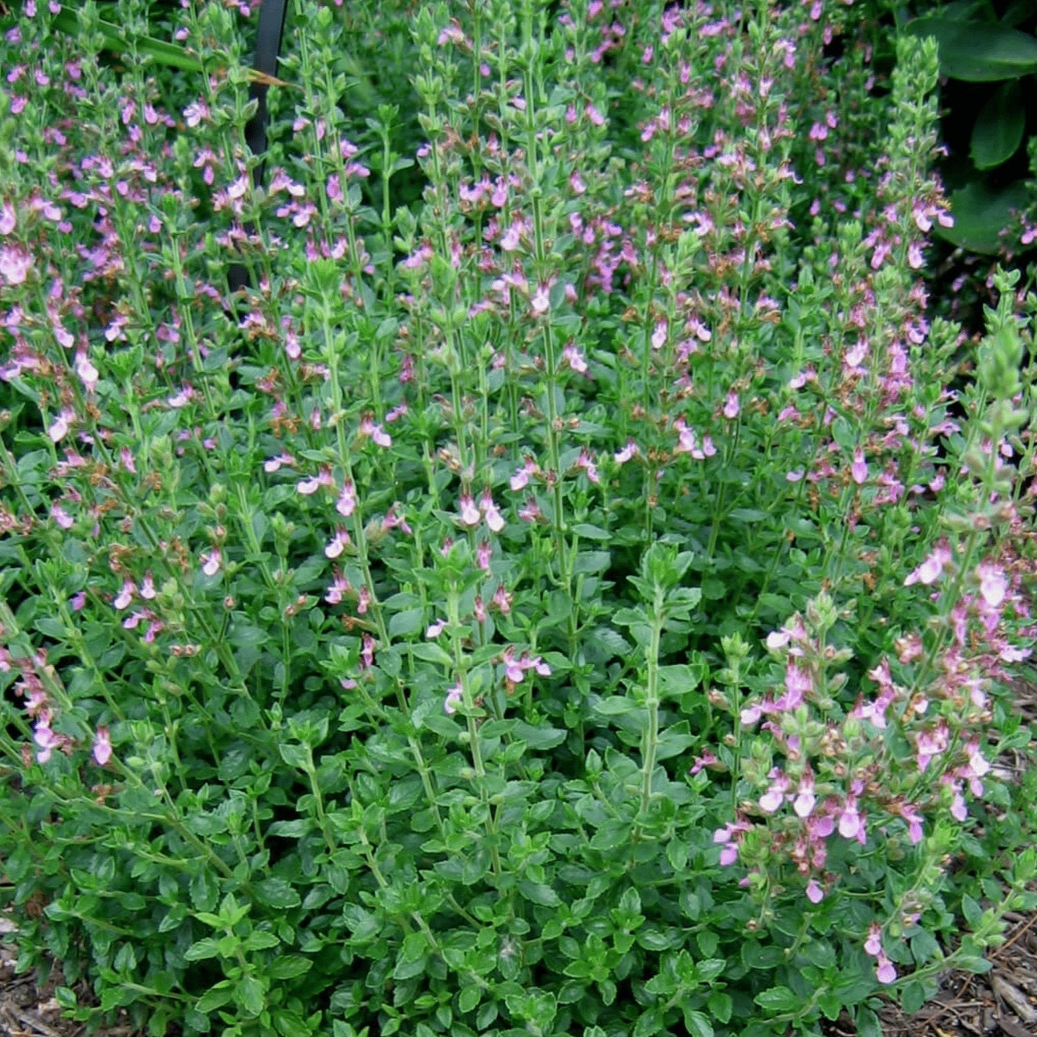 Germander Wall (Teucrium Chamaedris)