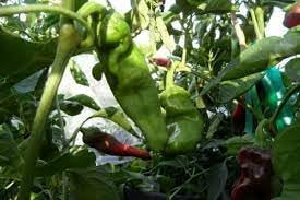 Gernika Pepper Vegetable Seeds for Planting - 100 Pcs pcs - Dharaseeds