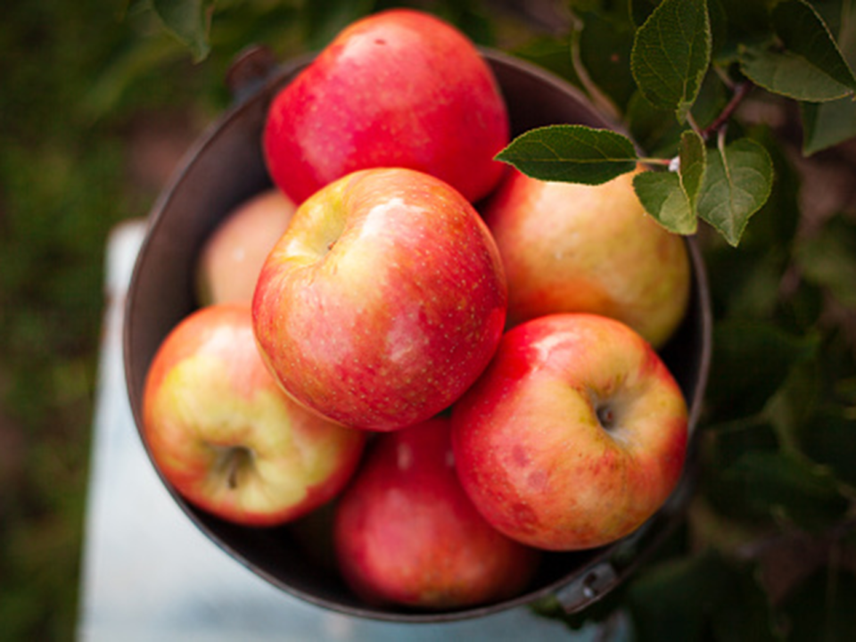 Tompkins King Apple – Sweet and Tangy Apple Variety (Malus domestica)