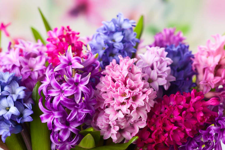 Hyacinth Flower Seeds for Planting, Multi-Colored, 100