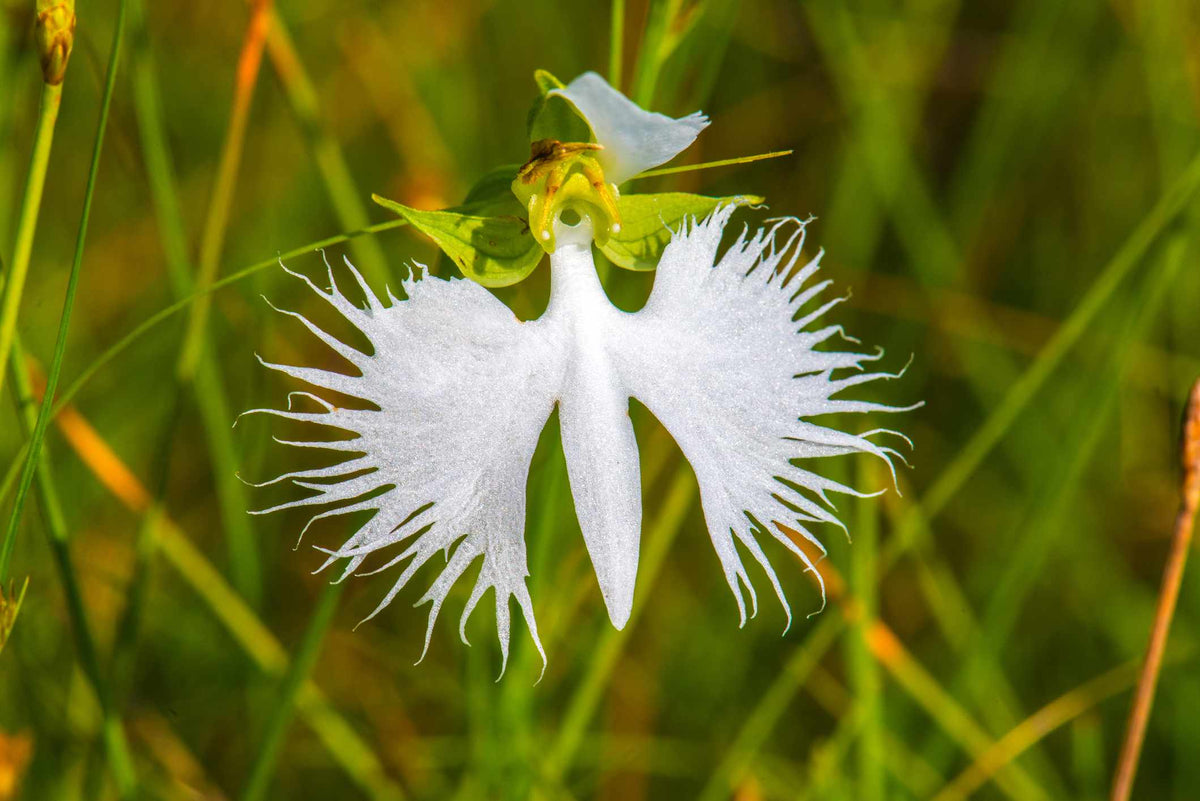 Egret Orchid Seeds - Japanese Radiata White – Dharaseeds