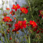 Geum Rossii Flower Seeds – Heirloom Non-GMO Seeds for Alpine and Cold-Climate Garden Planting seeds for planting in home garden
