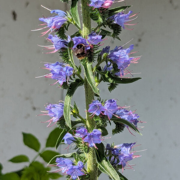 Viper’s Bugloss Echium Vulgare Flowering Seeds For Planting in pollinator-friendly home garden beds