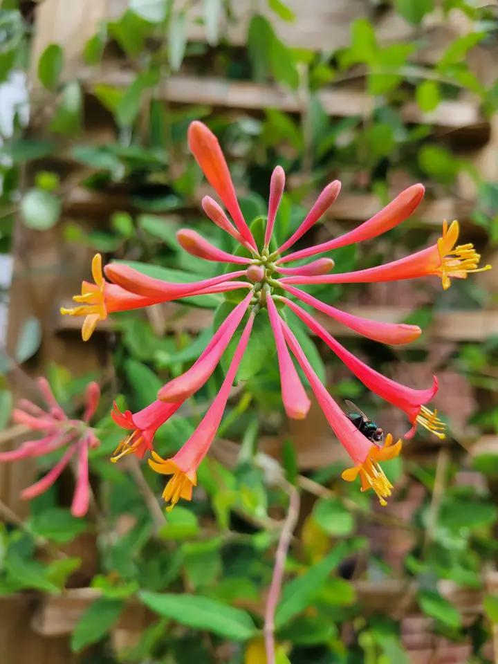 Honeysuckle Flower Seeds for Garden Planting - NON GMO Seeds Dhara Seeds