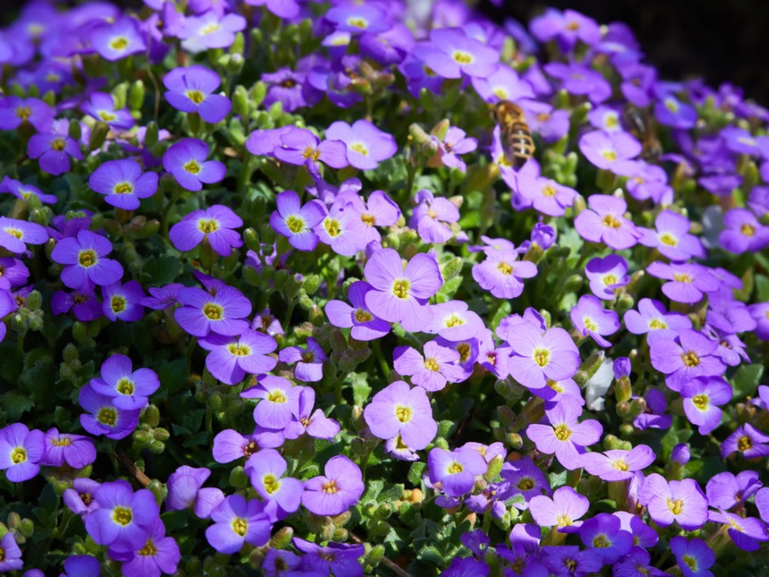 Rock Cress Cascading Red Perennial Plant Seeds