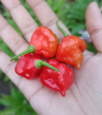 Ghee Chilli Open Pollinated heirloom non-GMO organic garden seeds