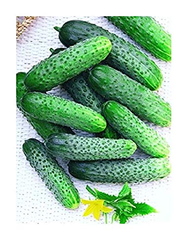 Gherkin Parisian Cucumber Seeds – Crisp Pickling Variety - Dharaseeds